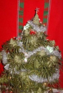 weedchristmastree-202x300.jpg